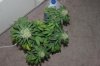 perpetual grow 043.jpg