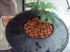 PowerKush Clone Potted.jpg