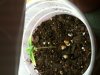 Seedling Day 9 3.jpg