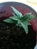 Seedling Day 14 Cup 1.JPG
