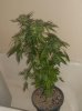 06-8-11 sk clone #3.jpg