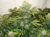 1 First Grow Wk8 Flowering SW.jpg