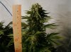 16 Grow# 1 AK48 Cola 061211.jpg