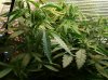 2 Grow#2 Clones 061211.jpg