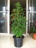 weed-044.jpg