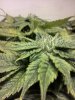 bendbrewer-329056-albums-virgin-grow-picture1647928-purkush-frost.jpg