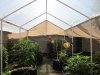 6-14-2011 greenhouse sun-up 016.jpg