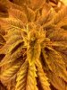 bendbrewer-329056-albums-virgin-grow-picture1647947-purkush-frost-hid2.jpg