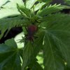 2011-06-15 - Red bug on MJ.jpg