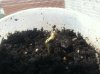 Plants 001.jpg