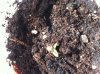 Plants 002.jpg
