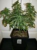 31 Grow2 SnowWhite Clone vegging.jpg