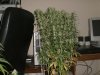 sativa1.jpg