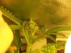 xDay33fromsprout 006.jpg