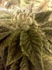 PurKush Frosty Flower3.jpg