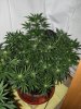 Big Buddha Cheese day 25.jpg