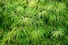 9353723-green-japanese-maple-leaves.jpg