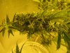 cbd0406242011.jpg