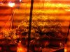 IMG-20110627-00150.jpg