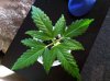 Plants 009.jpg