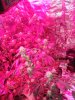 DSC00762.JPG
