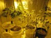grow06292011.jpg