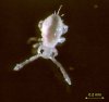 springtail.jpg