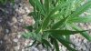 2011-07-01_15-15-54_704.jpg