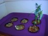 DSC03701.jpg