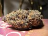 PurpleBerry#1.jpg