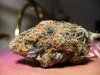 PurpleSkunk-pic#2.jpg