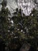 DSC01094.JPG