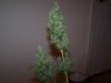 legion OG 001.jpg