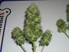 auto assassin harvest        7-13-11 087.jpg