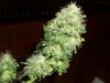 auto assassin harvest        7-13-11 077.jpg