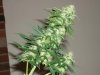 auto assassin harvest        7-13-11 083.jpg