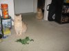 IMG_1417.JPG
