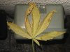 IMG_1718.jpg