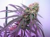 SLH bud day 49.jpg