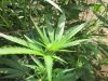 7-15-2011 medijuana 002.jpg