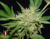 chronic-serious-seeds-cannabis.jpg