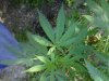 IMG-20110723-00046.jpg
