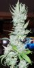 MS_Frost_Harvest_8-2-11_69_7.jpg