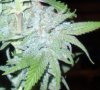 MS_Frost_Harvest_8-2-11_69_4.jpg