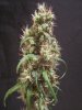 69 days from seed harvest LS, Ktrain 019.jpg