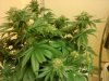 MasterBubbaDay40Flower (4).jpg