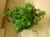 HinduKushDay40Flower (5).jpg