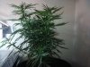 2011-08-14 18.34.54.jpg