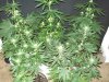 Garden 029.jpg
