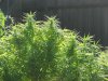 Sativa Crop 2011 005.jpg